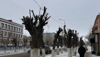 Жезказганцы недовольны  кронированием деревьев