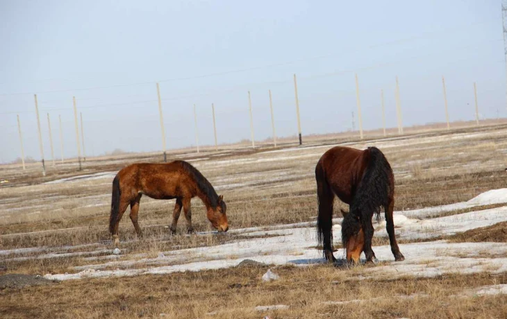 В Улытау раскрыто 15 фактов кражи скота В Улытау раскрыто 15 фактов кражи скота